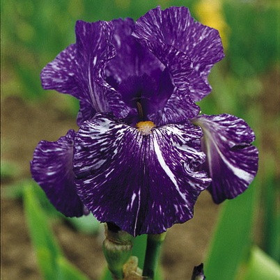 Bearded Iris Batik, Border Bearded Iris, Bearded Iris classification, Bearded iris types, Bearded iris information