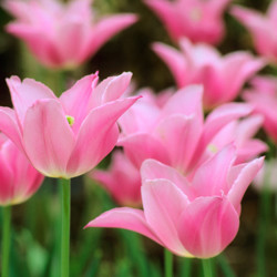 Tulip, Single Early Tulip, Single Late Tulip, Double Early Tulip, Double Late Tulip, Lily Tulip, Fringed Tulip, Greigii Tulip, Parrot Tulip, Spring Flowers