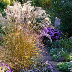 Miscanthus Sinensis 'Flamingo', Maiden Grass 'Flamingo', Eulalia 'Flamingo', Chinese Silver Grass 'Flamingo', Japanese Silver Grass 'Flamingo', Low maintenance grasses, Low maintenance plants
