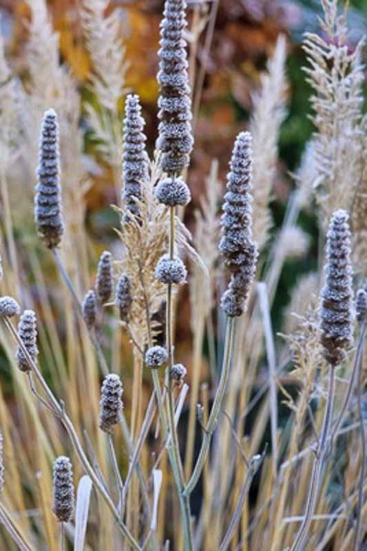 Create a Garden with Great Winter Interest