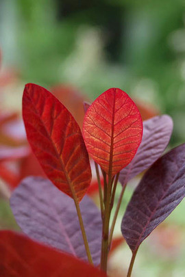 Cotinus Coggygria, Cotinus, Smokebush, Smoketree, Eurasian Smokebush, Smoke Bush, Smoke Tree, Deciduous Shrubs, Foliage, Fall color 