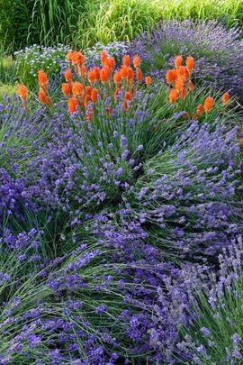 Lavandula Angustifolia, English lavender, Most fragrant lavender, Lavender Hidcote, Lavender Munstead, Lavender Rosea, Lavender Nana Alba, Lavender Thumbelina Leigh, Lavandula Angustifolia Hidcote,  Lavandula Angustifolia Munstead