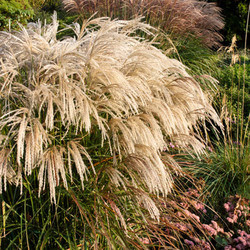 Miscanthus Sinensis 'Kaskade', Maiden Grass 'Kaskade', Eulalia 'Kaskade', Chinese Silver Grass 'Kaskade', Low maintenance grasses, Low maintenance plants