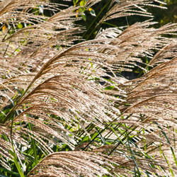 Miscanthus Sinensis 'Silberfeder', Maiden Grass 'Silberfeder', Eulalia 'Silberfeder', Chinese Silver Grass 'Silberfeder', Japanese Silver Grass 'Silberfeder', 'Silver Feather' Maiden Grass, Low maintenance grasses, Low maintenance plants