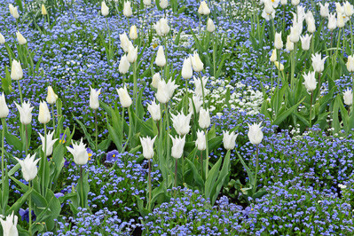 association, blue, Boraginaceae, bulbous plant, combination, flora, flower, flowering, forget-me-not, horizontal, liliaceae, mixed planting, Myosotis, perennial, perennial combination, plant, plant combination, plant part, planting combination, spring, tulip, Tulipa, vernal, vernally, white