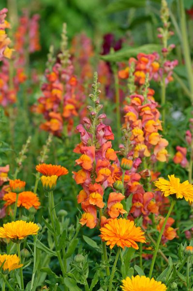 Antirrhinum Majus, Snapdragon, Bedding plants, Tender perennial, snapdragon Sonnet, Snapdragon Liberty