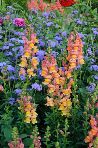 Antirrhinum Majus, Snapdragon, Bedding plants, Tender perennial, snapdragon Sonnet, Snapdragon Liberty