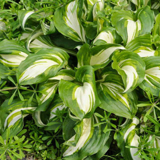 Hosta 'Undulata', Wavy Plantain Lily, Variegated Wavy Plantain Lily, Shade perennials, Plants for shade, Hosta Undulata var. Albomarginata, Hosta Undulata var. Erromena,Hosta Undulata var. Undulata, Hosta Undulata var. Univittata