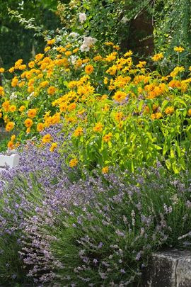 Lavandula Angustifolia, English lavender, Most fragrant lavender, Lavender Hidcote, Lavender Munstead, Lavender Rosea, Lavender Nana Alba, Lavender Thumbelina Leigh, Lavandula Angustifolia Hidcote,  Lavandula Angustifolia Munstead