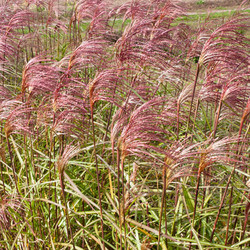 Miscanthus Sinensis 'Zebrinus', Maiden Grass 'Zebrinus', Eulalia 'Zebrinus', Chinese Silver Grass 'Zebrinus', Japanese Silver Grass 'Zebrinus', Zebra Grass, Low maintenance grasses, Low maintenance plants