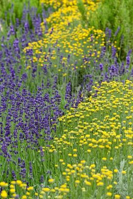 Lavandula Angustifolia, English lavender, Most fragrant lavender, Lavender Hidcote, Lavender Munstead, Lavender Rosea, Lavender Nana Alba, Lavender Thumbelina Leigh, Lavandula Angustifolia Hidcote,  Lavandula Angustifolia Munstead