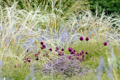 Round-headed leek (Allium sphaerocephalon), feather grass (Stipa barbata) and Russian sage (Perovskia abrotanoides)