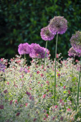 Allium combinations, Allium companions, Allium planting Companions, Plant Alliums with, Allium planting combinations