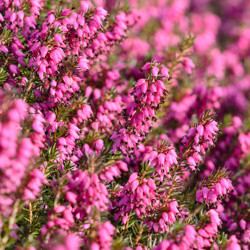 Heath growing information, Heather growing information, How to grow Heather, Heather care, Heath care, Erica carnea, erica darleyensis, calluna vulgaris, Winter heath
