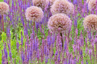 alliaceae, Allium, association, ball, ball-shaped, Botanik Foto, bulbous plant, combination, faded, flora, flower, flowering, horizontal, labiatae, Lamiaceae, mixed planting, ornamental allium, perennial, perennial combination, plant, plant combination, plant part, planting combination, purple, Sage, salvia, sphere, spheric, spherical, summer, summerly, wilted, withered