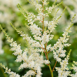 Astilbe x Arendsii 'Diamond', Astilbe 'Diamond', False Spirea 'Diamond', False Goat's Beard 'Diamond', Astilbe 'Diamant', False Spirea 'Diamant', False Goat's Beard 'Diamant', White astilbe
