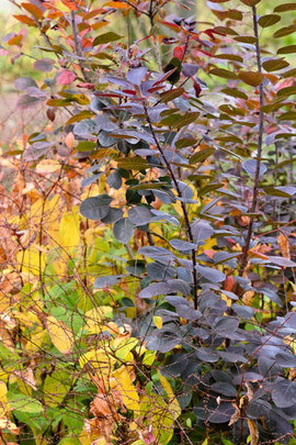 Cotinus Coggygria, Cotinus, Smokebush, Smoketree, Eurasian Smokebush, Smoke Bush, Smoke Tree, Deciduous Shrubs, Foliage, Fall color 