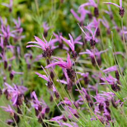Lavender, English Lavender, Spanish lavender, French Lavender, Common lavender, True Lavender, Spike lavender, lavandula angustifolia, lavandula dentata, lavandula stoechas, lavandula x inter