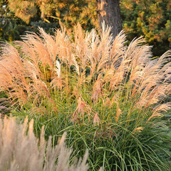 Miscanthus Sinensis 'Grosse Fontane', Maiden Grass 'Grosse Fontane', Eulalia 'Grosse Fontane', Chinese Silver Grass 'Grosse Fontane', Japanese Silver Grass 'Grosse Fontane', Low maintenance grasses, Low maintenance plants