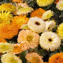 Calendula , Pot Marigold, English Marigold, Poet's Marigold, Orange Flowers, Red Flowers, Yellow Flowers, Calendula officinalis , Annuals, Annual plant, deer resistant flowers