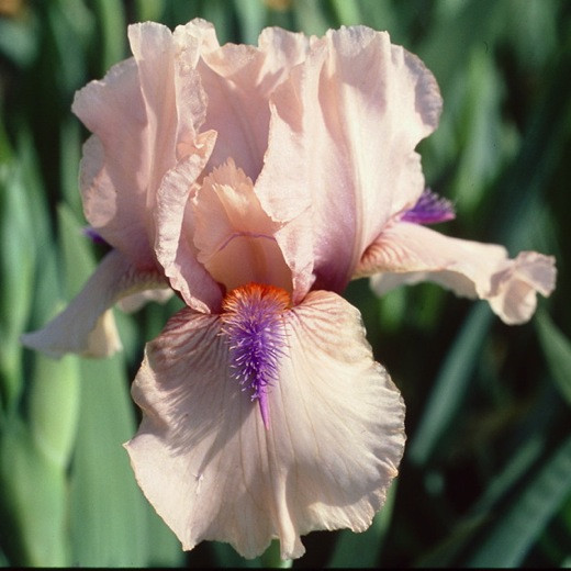 Bearded Iris Concertina, Intermediate Bearded Iris, Bearded Iris classification, Bearded iris types, Bearded iris information