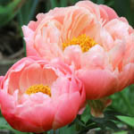 Paeonia 'Coral Charm', Peony 'Coral Charm', 'Coral Charm' Peony, Pink Flowers, Pink Peonies, Coral Flowers, Coral Peonies