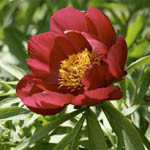 Paeonia 'Early Scout', Peony 'Early Scout', 'Early Scout' Peony, Red Peonies, Red Flowers, Fragrant Peonies