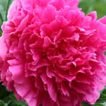 Paeonia Lactiflora 'Felix Crousse', Peony 'Felix Crousse', 'Felix Crousse' Peony, Chinese Peony 'Felix Crousse' , Common Garden Peony 'Felix Crousse', Red Flowers, Red Peonies, Fragrant Peonies