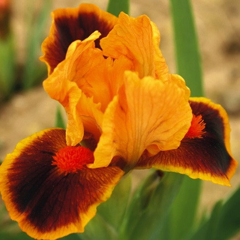 Bearded Iris Icon, Miniature Dwarf Iris, Bearded Iris classification, Bearded iris types, Bearded iris information