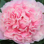 Paeonia Lactiflora 'Lady Alexandra Duff', Peony ''Lady Alexandra Duff', ''Lady Alexandra Duff' Peony, Chinese Peony ''Lady Alexandra Duff', Common Garden Peony ''Lady Alexandra Duff', Pink Peonies, Pink Flowers, Pink Peonies, Fragrant Peonies