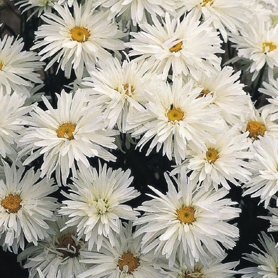 Leucanthemum superbum information, Leucanthemum x superbum information, Shasta Daisy information, Leucanthemum Becky, Leucanthemum Banana Cream, Leucanthemum Crazy daisy