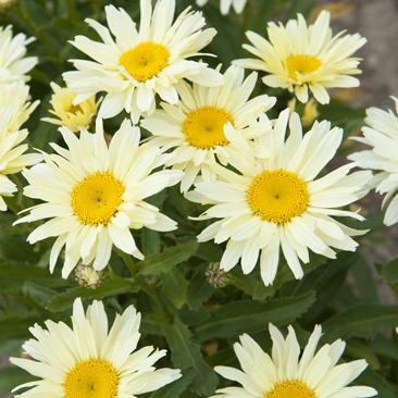 Leucanthemum superbum information, Leucanthemum x superbum information, Shasta Daisy information, Leucanthemum Becky, Leucanthemum Banana Cream, Leucanthemum Crazy daisy