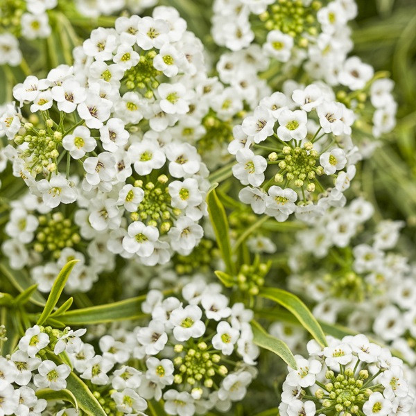 Alyssum Frosty Knight, Lobularia Frosty Knight, Fragrant plants, heat tolerant plants