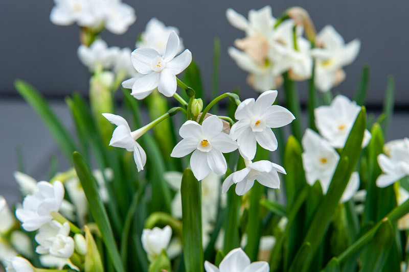 Paperwhite, Paperwhites, December Birth Flower, Birth Flowers, Birth Month Flowers, Birth Flower, Month Birth Flower