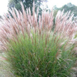 Miscanthus Gracillimus, Maiden Grass Gracillimus