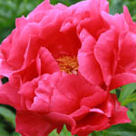 Paeonia 'Paula Fay', Peony 'Paula Fay', 'Paula Fay' Peony, Pink Peonies, Pink Flowers, Fragrant Peonies