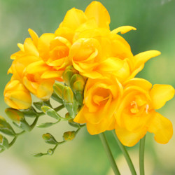 Freesia, Freesia planting information, planting freesias, planting freesia, how to grow freesia, how to grow freesias, how to care for freesia