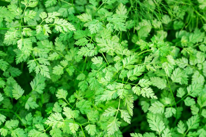 Chervil, Common Chervil, French Parsley, Hedge Parsley, Garden Chervil, Cerfeuil