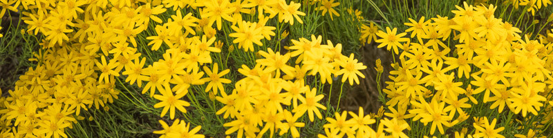 Daisy, Daisies, Damianita, Yellow Daisy, Chrysactinia mexicana