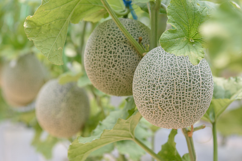 Cantaloupe, Honeydew Melon, Melon, Muskmelon, Musk Melon, Rockmelon, Sweet Melon, True Cantaloupe, Cucumis melo