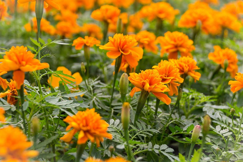 Marigold, Marigolds, October Birth Flower, Birth Flowers, Birth Month Flowers, Birth Flower, Month Birth Flower,