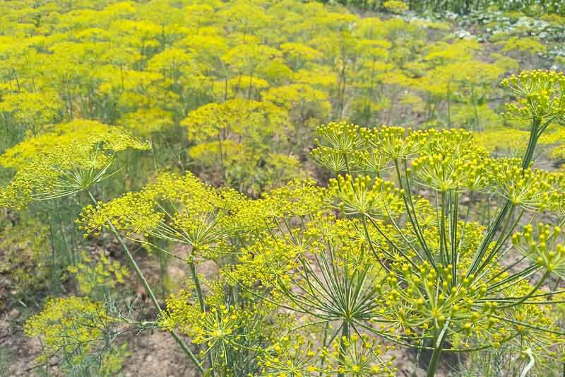 Dill, anethum graveolens, herb, aromatic herb