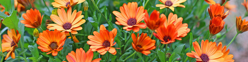 Daisy, Daisies, African Daisy, African Daisies, Arctotis