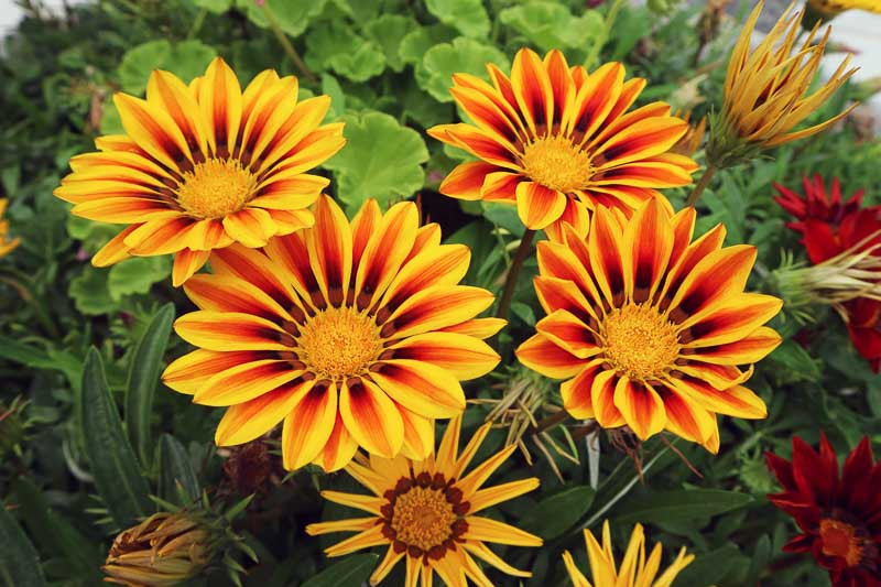Gazania, Treasure Flower, Annual Flowers, Drought Tolerant Flowers, Companion Planting