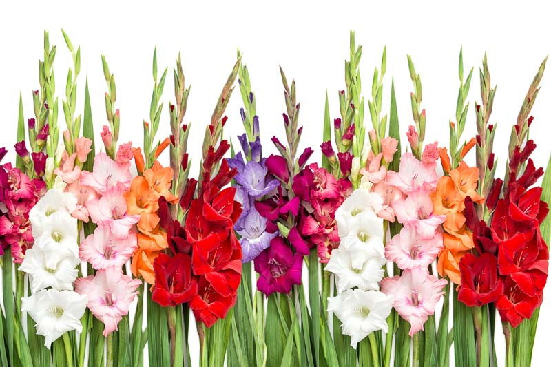 August Birth Flower What Is My Birth Flower 