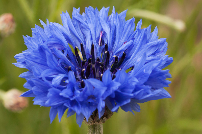 Centaurea cyanus, Cornflower, Bachelor's Button, Companion Planting