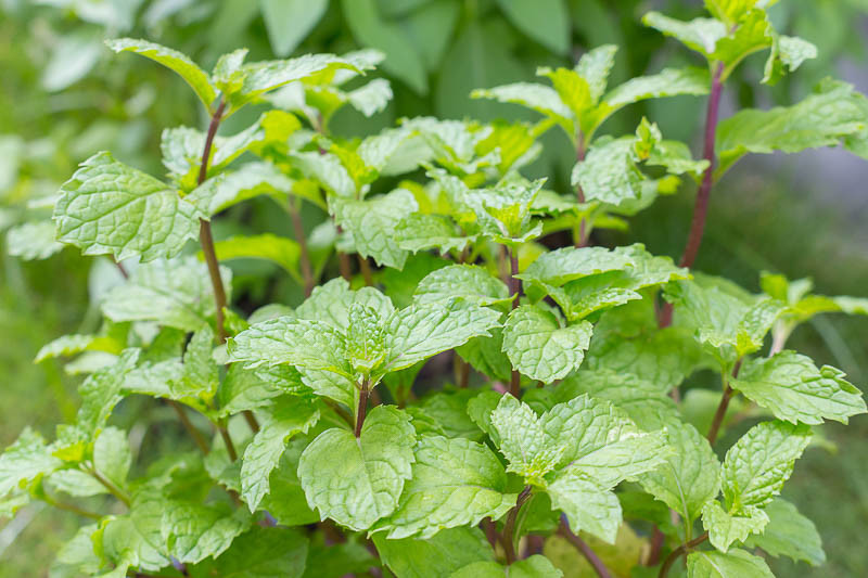 Mint, Spearmint, Peppermint, Mentha, Herb, Aromatic Herb