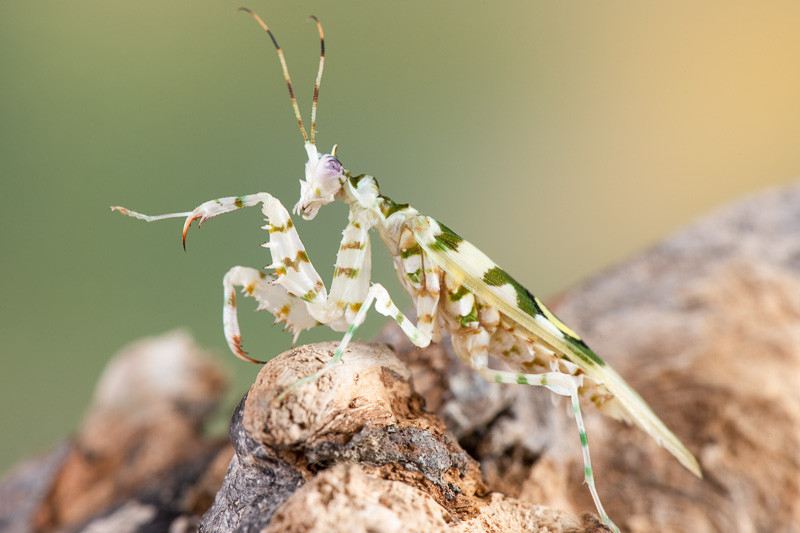 Praying mantis, pseudocreobotra wahlbergi