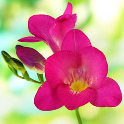 Freesia, Freesia planting information, planting freesias, planting freesia, how to grow freesia, how to grow freesias, how to care for freesia