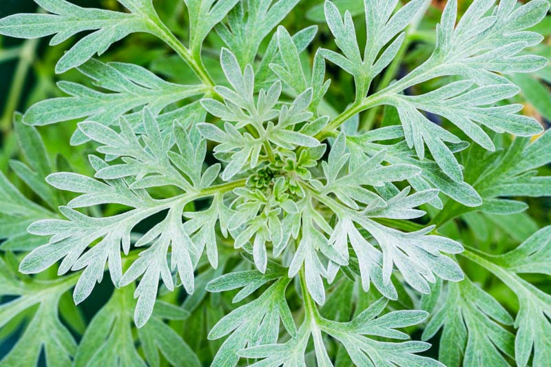 Artemisia absinthium, Wormwood, Absinth, Absinthe, Common Wormwood, Girdle of St John, Green Ginger, Holy Seed, Lad's Love, Mingwort, Old Man, Old Woman, St John's Girdle, Warmot